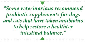 Some veterinarians recommend probiotic supplements for dogs and cats that have taken antibiotics to help restore a healthier intestinal balance.